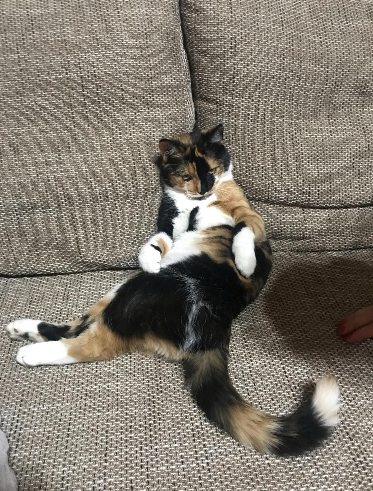 Imagine suplimentară